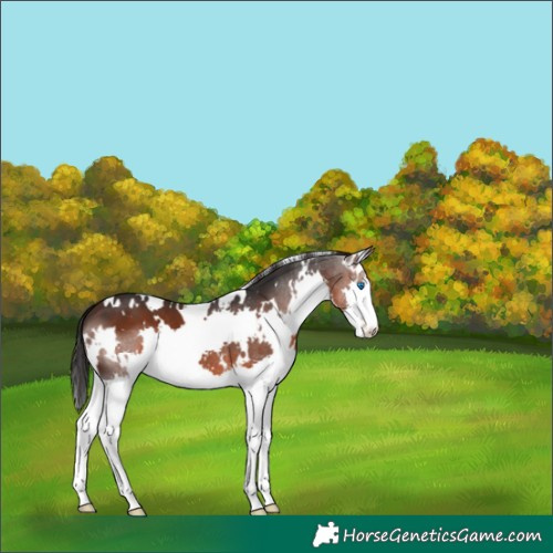 Horse Color:White Spotted Brown Splash 