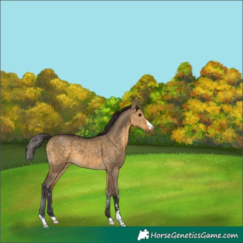 Horse Color:Buckskin Dun 