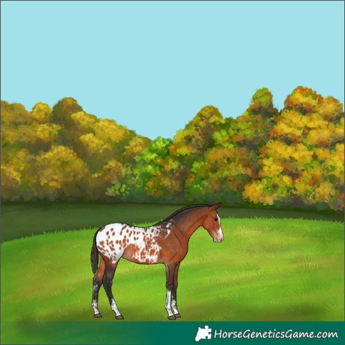 Horse Color:Bay Sabino Splash Tobiano Appaloosa 