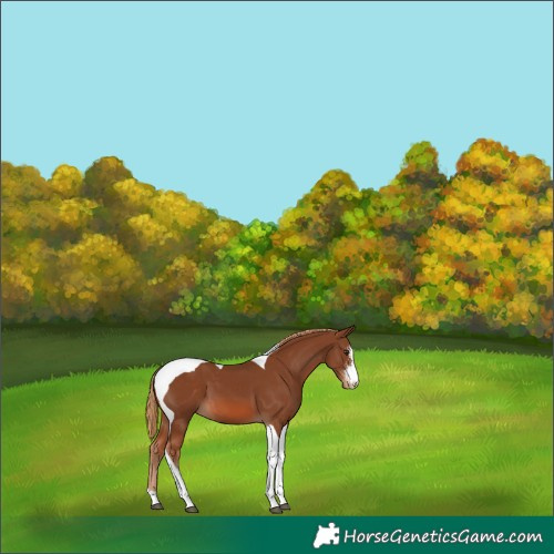 Horse Color:Chestnut Sabino Tobiano Varnish 