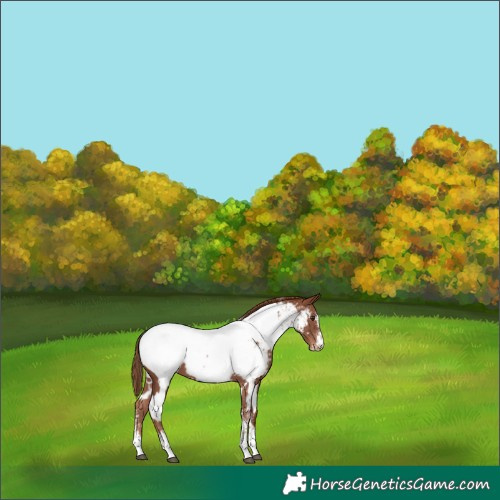 Horse Color:White Spotted Chestnut Sabino Near Fewspot 