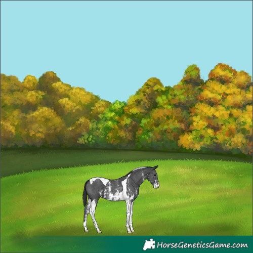 Horse Color:Black Sabino Tobiano 
