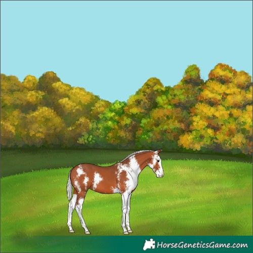 Horse Color:Silver Bay Sabino Splash 