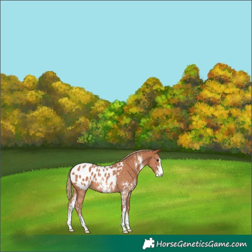 Horse Color:Chestnut Sabino Appaloosa