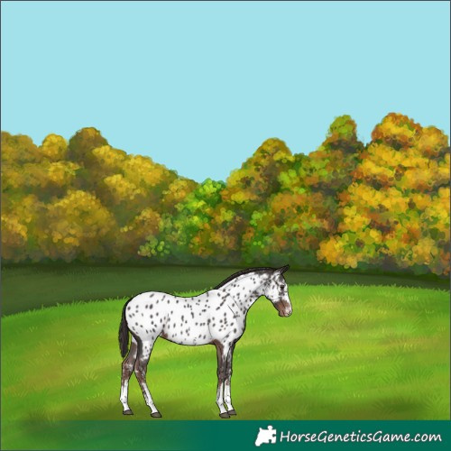 Horse Color:Liver Chestnut Sabino Near Leopard 