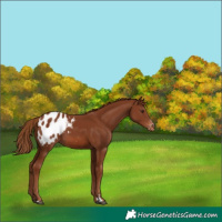 Horse Color:Chestnut Blanket