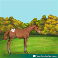Horse Color:Chestnut Varnish 