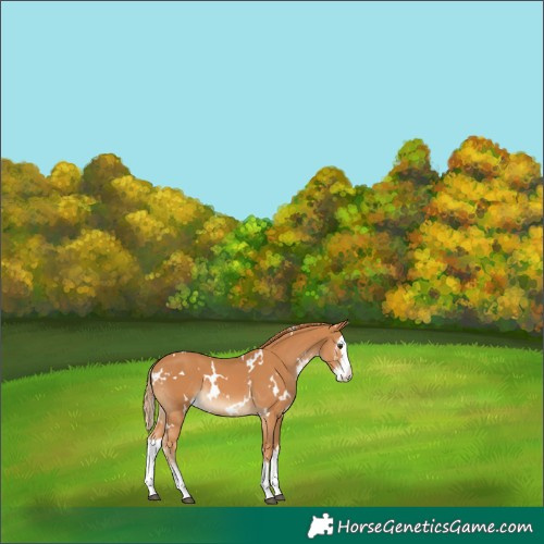 Horse Color:White Spotted Chestnut Sabino Splash 