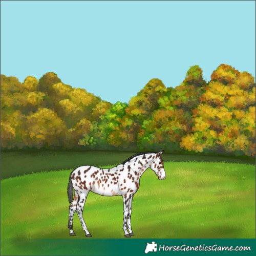 Horse Color:Brown Sabino Near Leopard 