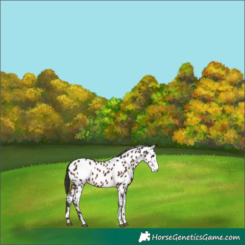 Horse Color:Liver Chestnut Sabino Appaloosa 