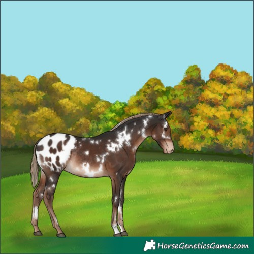 Horse Color:White Spotted Liver Chestnut Appaloosa Rabicano 