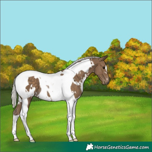 Horse Color:White Spotted Silver Smoky Black Tobiano 