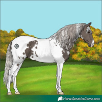 Horse Color:White Spotted Silver Black Tobiano
