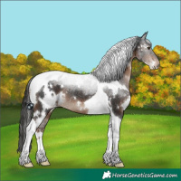 Horse Color:White Spotted Liver Chestnut Tobiano Rabicano 
