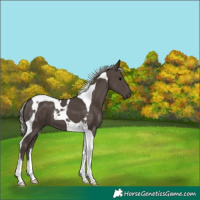 Horse Color:Silver Black Tobiano