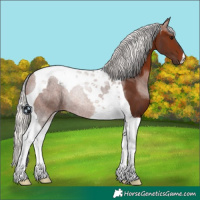 Horse Color:Silver Brown Tobiano 