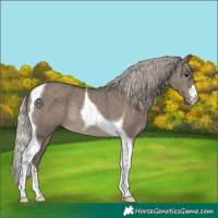 Horse Color:Silver Grullo Tobiano Rabicano