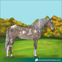 Horse Color:White Spotted Silver Grullo Tobiano