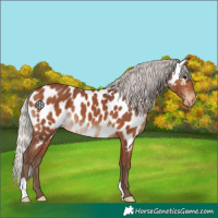 Horse Color:Silver Bay Near Leopard