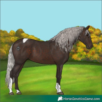 Horse Color:Silver Brown Tobiano 