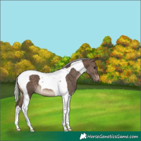 Horse Color:Silver Brown Dun Tobiano 