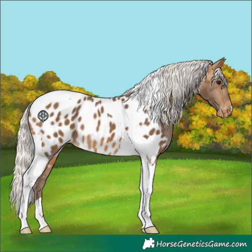 Horse Color:Silver Buckskin Tobiano Blanket 