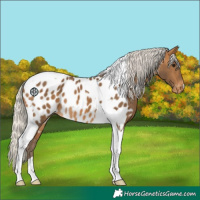 Horse Color:Silver Buckskin Tobiano Appaloosa 