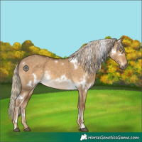 Horse Color:White Spotted Chocolate Palomino Dun Rabicano