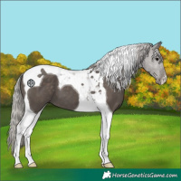 Horse Color:Silver Black Tobiano 