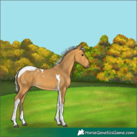 Horse Color:Silver Buckskin Tobiano 