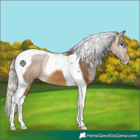 Horse Color:Silver Buckskin Tobiano 