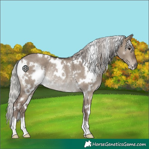 Horse Color:White Spotted Silver Grullo Rabicano