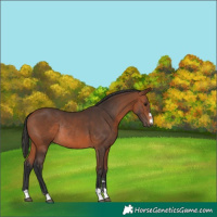 Horse Color:Bay Rabicano 