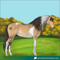 Horse Color:Buckskin Dun Tobiano Rabicano 