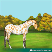 Horse Color:Buckskin Near Leopard 