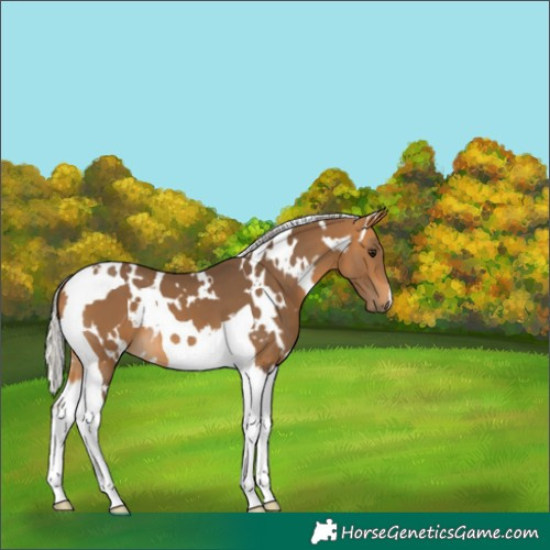 Horse Color:White Spotted Silver Buckskin Tobiano 
