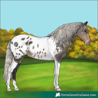 Horse Color:Silver Smoky Black Tobiano Appaloosa