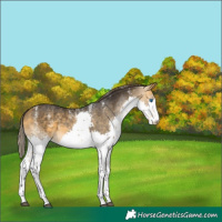 Horse Color:Powder White Buckskin Splash Varnish 