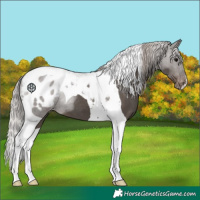 Horse Color:Silver Black Tobiano Appaloosa 