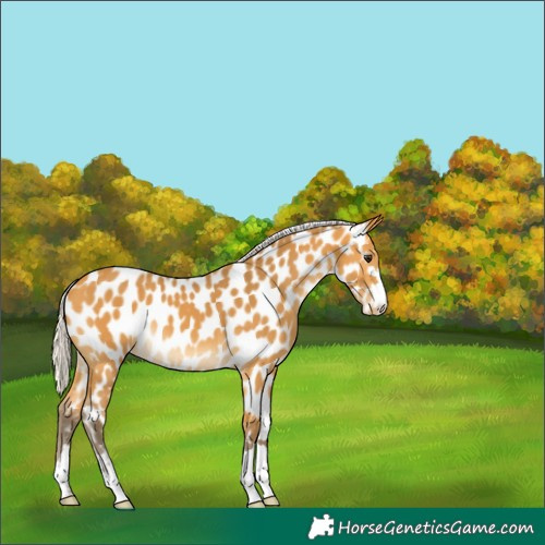 Horse Color:Silver Buckskin Near Leopard 