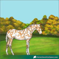 Horse Color:Silver Buckskin Near Leopard 