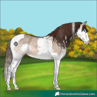 Horse Color:Brown Dun Splash Tobiano Appaloosa 