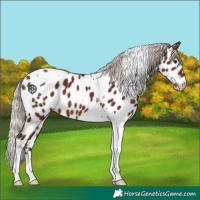Horse Color:Silver Brown Tobiano Near Leopard