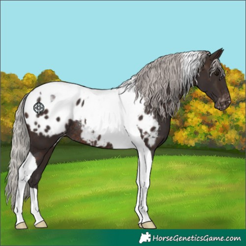 Horse Color:Silver Brown Tobiano Appaloosa Rabicano