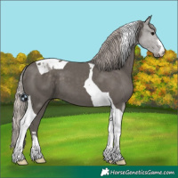 Horse Color:Silver Black Tobiano 