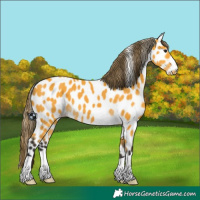 Horse Color:Buckskin Leopard