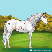 Horse Color:Silver Brown Splash Tobiano Near Leopard 