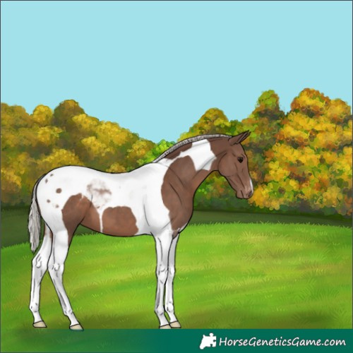 Horse Color:Silver Black Tobiano Appaloosa 