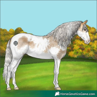 Horse Color:Silver Buckskin Splash Tobiano 