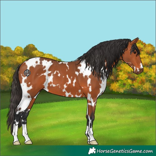 Horse Color:White Spotted Bay 